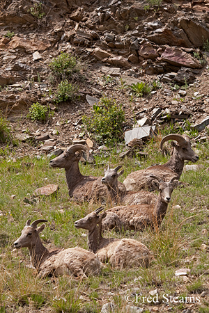 Mount Evans Big Horn Sheep Ewe